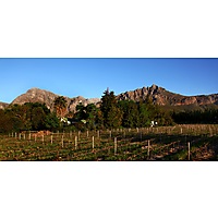 Mellasat Vineyards image